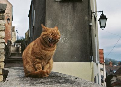 Le chat s'endort
