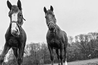 Les chevaux
Mots-clés: Nikon F4S