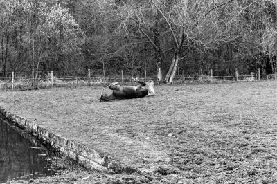 Les chevaux
Mots-clés: Nikon F4S