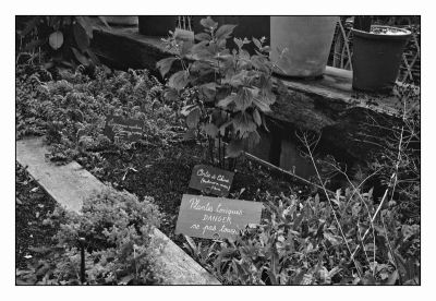 Herbes aromatiques
Mots-clés: Kiev