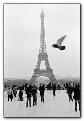 La tour Eiffel & le pigeon
Nikon F3 Nikkor 50mm F/1.8
Kodak TriX 400
Mots-clés: NIKON F3 reflex