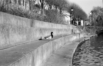 La promenade du canard
KIEV 4A Jupiter 8 50mm F/2
AGFA RETRO 100 
Mots-clés: Kiev Contax argentique matériel