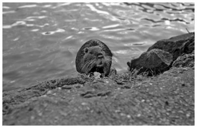 Le ragondin des bords de Seine
Kiev 4A Jupiter 8 50mm
Retro100
Mots-clés: Kiev Contax argentique matériel