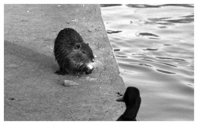 Le rat et le canard
D'après Jean De La Fontaine
Nikon F3 Nikkor AI 135 mm 
400TX Kodak développement XTOL
Scanner CANON
Mots-clés: NIKON F3 reflex