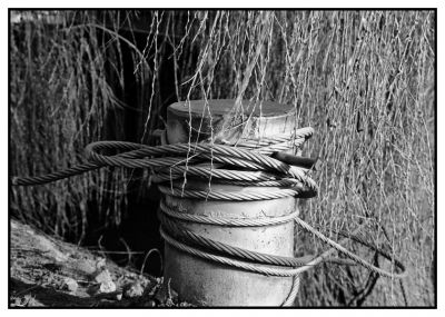 Le câble et le saule
Mots-clés: Nikon Ftn