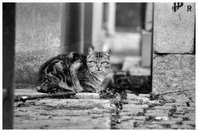 Le chat de cimetiere
Nikon F90X 70/210
TriX 400
Mots-clés: Nikon F90X Montmartre Paris
