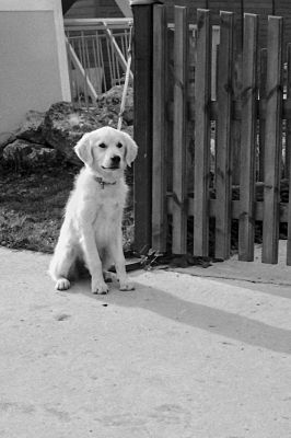 Please wait!
Mots-clés: Leica IIIa