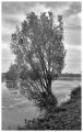 Nom du fichier=Arbre_d_étang.jpg
Taille du fichier=992Ko
Dimensions : 1072x1687
Ajouté le : 08 Janvier 2012 Arbre_d_étang.jpg