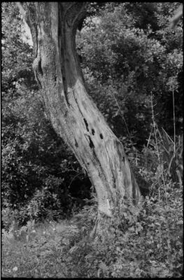 Leica M2 + Nokton 1.5/50 + Acros 100 + XTOL 1+1
