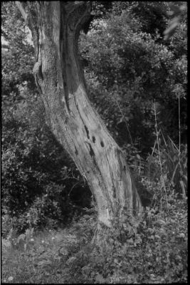 Leica M2 + Summicron 2/50 + Acros 100 + XTOL 1+1
