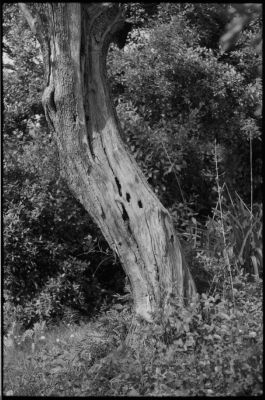 Leica M2 + Industar 61 L/D 2.8/53 + Acros 100 + XTOL 1+1
