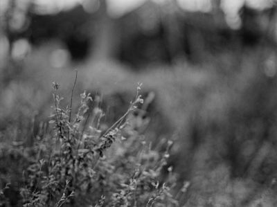 M645_001_11_inv_800.jpg