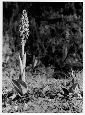 Orchidée_A_800_new.jpg