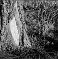 2016_002_TMax_100_Iskra_04_inv_800.jpg