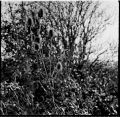 2016_002_TMax_100_Iskra_09_inv_800.jpg
