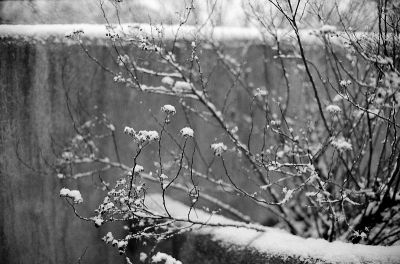 Neige
Mots-clés: Delta 400 Canon AE-1 ID11 1+1