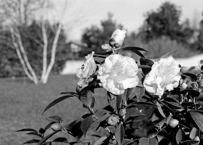 Camélias
Canon A1 Delta100 ID11 1+1
