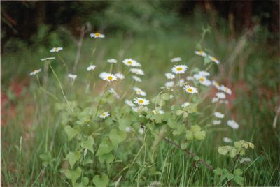 Bouquet forestier
M4 Cron50 Superia400
Mots-clés: M4 Cron50 Superia400
