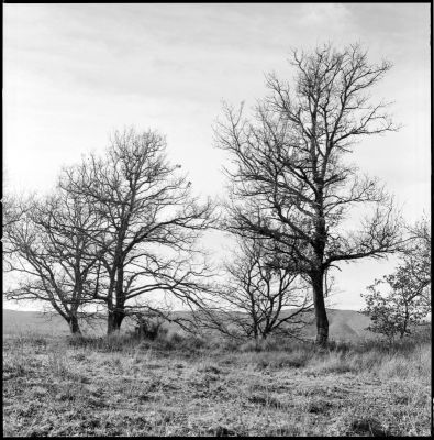 Arbes au Puy Sainte Reparade
Rollei ortho 25@25 iso
Révélateur POTA 20°C 15min
Hasselblad 500CM + 80mm + filtre jaune

