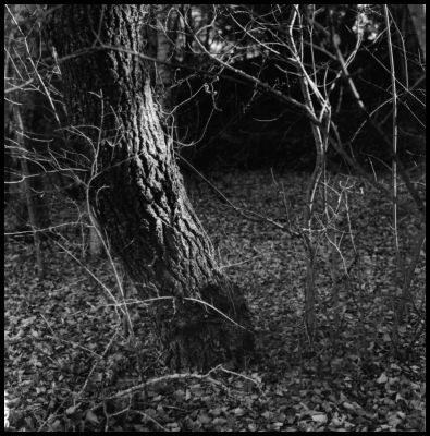 Sous bois bord de Durance
