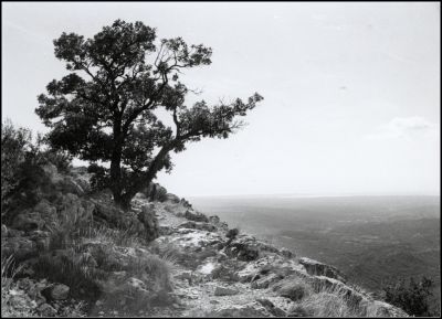 Arbre en sainte Victoire
HP5+@400ISO
D76
Leica M6 et Biogon

