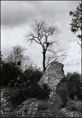 Arbre et ruine
