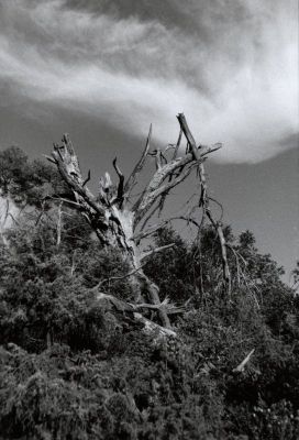 Arbre mort
