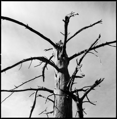 Arbre mort Parouvier
Shanghai GP3 @100 ISO
E76 1+1
Hasselblad et 80mm
