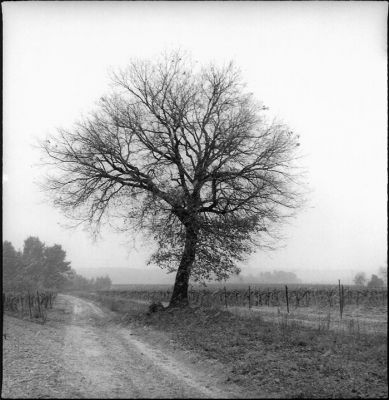 Arbre_temps_de_neige
