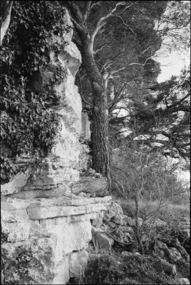 Un arbre
M6 & Biogon
Trix
