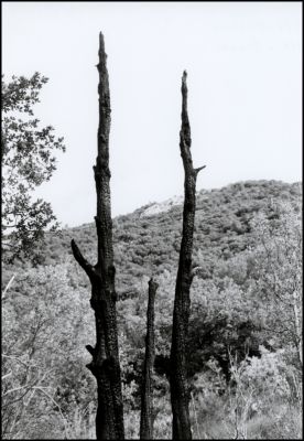 Arnres brules
FP4+@125 ISO
D76 1+1
M- et Biogon
