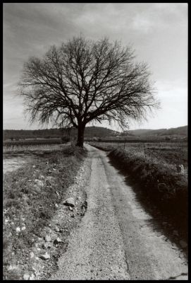 Un arbre à Cabasse
Canon A1 24mm HP5+ périmée @100 ISO & Cafénol CH
