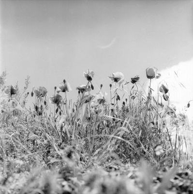 Coquelicots
