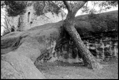 Arbre à Cucuron
