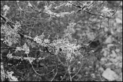 Lichen
HP5+@400iso
D76 (maison) 1+1
Nikon FM 50mm

