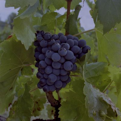 Raisin noir
Portra 160 NC
Mamiya C330S
