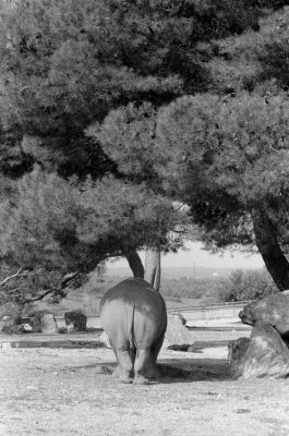 Rhinoceos la Barbene
HP5+ @100iso
D76 1+1
Nikon F2 + 105mm
