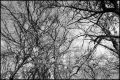 Branches.jpeg