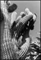 Cactus_jardin_exotique.jpeg