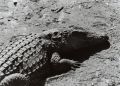 Crocodile.jpg