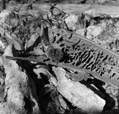 nature morte
tronc châtaigner, fourmilière
