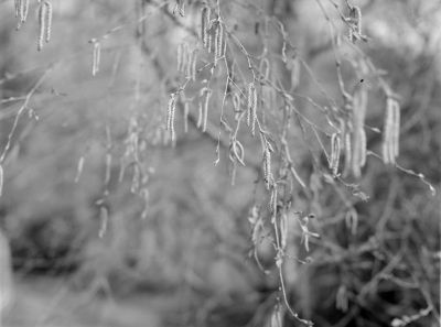 Bouleau
Graflex, Foma 200
