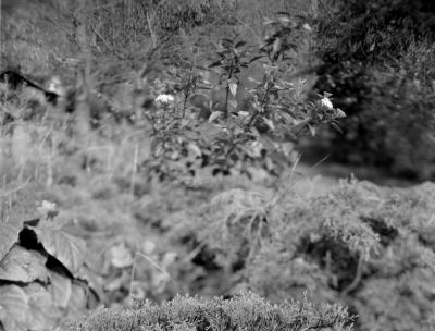 Fleurs
Graflex, Foma 200
Bascule
