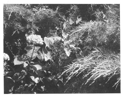 Kiev30_h.jpg
