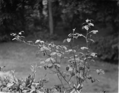 Rosier
Dallmeyer 2D, f8, 1/50, Foma 100, xtol 1+2. 7 min
Contrejour, pluie.

