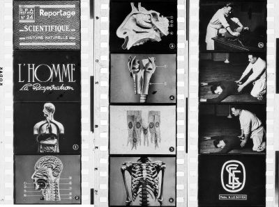 anatomie
