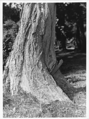 Arbre impudique
Envoyé à Fuji
Tirage Arbre impudique : Yashicamat 124G + flash (trop violent), chez moi été 2012
Fomapan 100, R09 stand-dev
18X24 Fomabrom 112 mat
