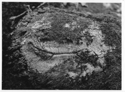 Sourire
Envoyé à Fuji
Tirage : Tronc d'arbre : Salyut S, 80mm, f2.8, 1/60, octobre 2012, chez moi.
Fomapan 100, R09
18X24 Fomabrom 111 brillant
