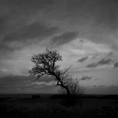 Arbre.jpg