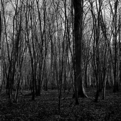 Sous-bois01.jpg